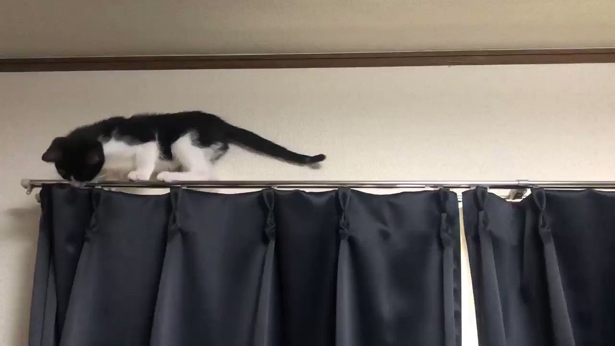 外が見えるように とキャットタワーを配置した結果 カーテンレールの上で器用にバックする猫さん 逆立ちしてuターンします Togetter 外が見えるように とキャットタワーを配置した結果 カーテンレールの上で器用にバックする猫さん 逆立ちしてuターンします Togetter