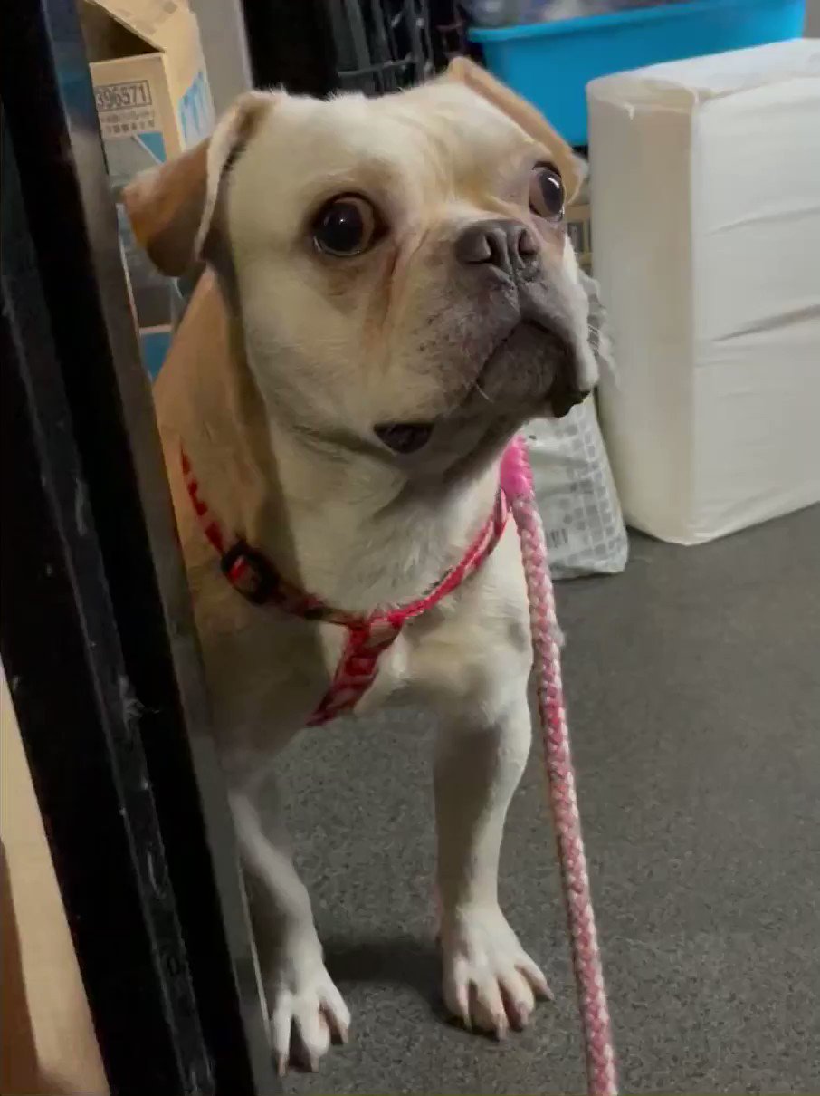 保護犬カフェ 鶴橋店 里親募集犬 しゅんりん フレブル 男の子 推定4歳 体重14キロと大柄です 垂れ耳がチャームポイントのしゅんりんくん ハーネスが苦手で歩けないみたいなのでバックヤードでお散歩の練習 ちょっと歩けたよ 少しずつ慣れようね 保護犬カフェ 鶴橋店 里親募集犬 しゅんりん フレブル 男の子 推定4歳 体重14キロと大柄です 垂れ耳がチャームポイントのしゅんりんくん ハーネスが苦手で歩けないみたいなのでバックヤードでお散歩の練習 ちょっと歩けたよ 少しずつ慣れようね