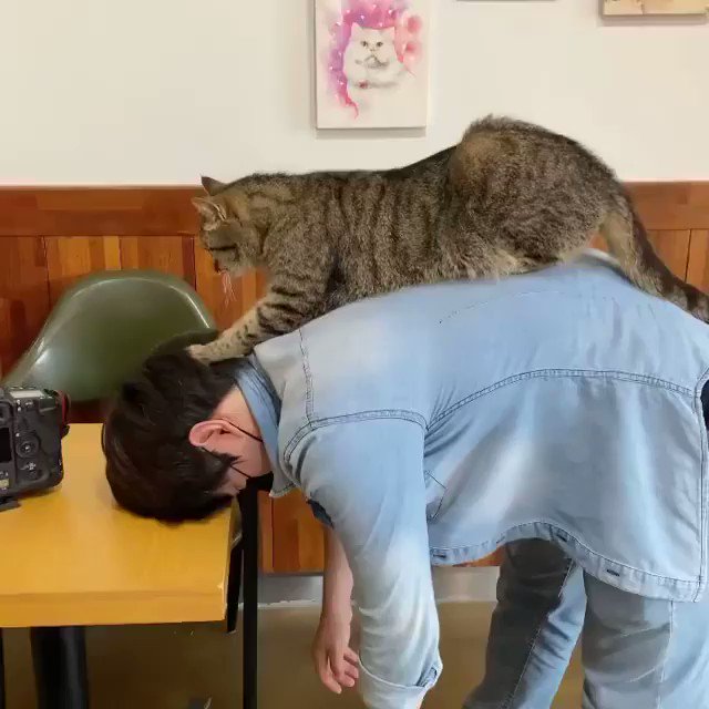 猫による血行促進やリラックス効果が得られる極上のマッサージ！