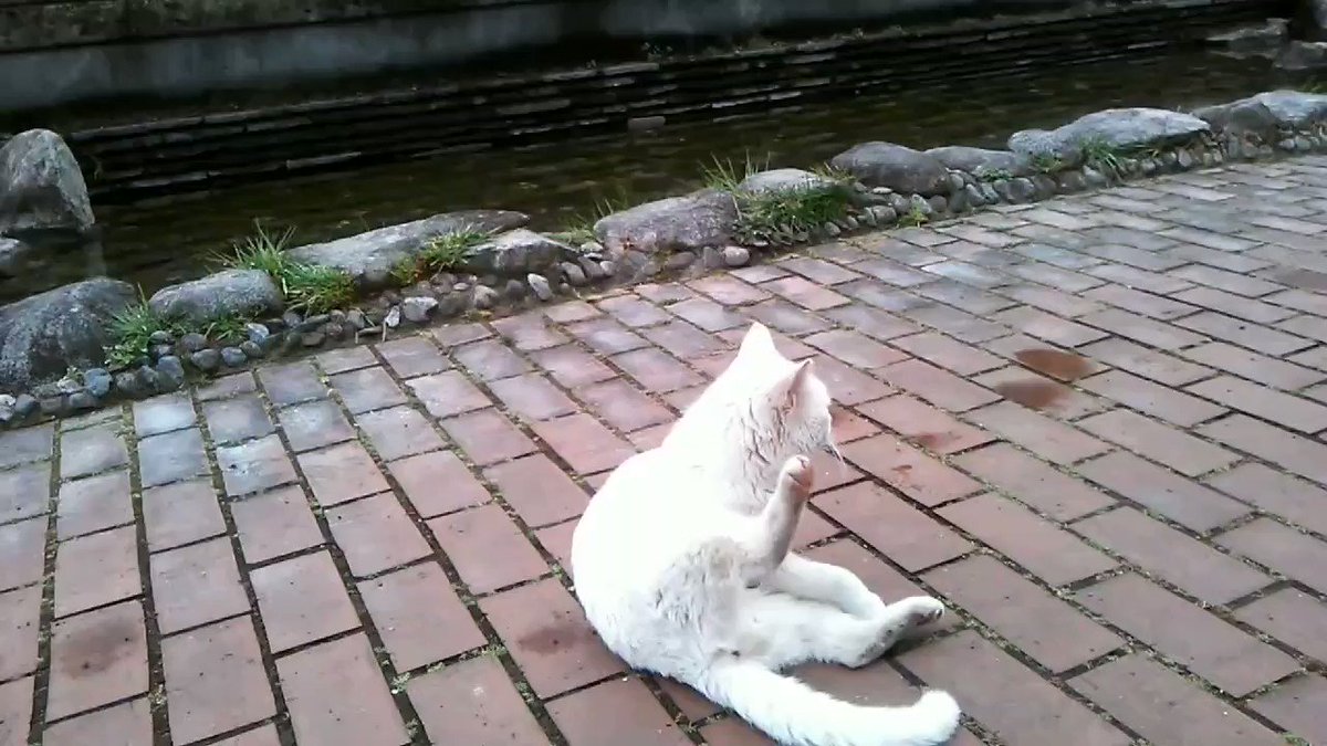 しろねこミントの思い出 Mintaka1001 Twitter しろねこミントの思い出 Mintaka1001 Twitter