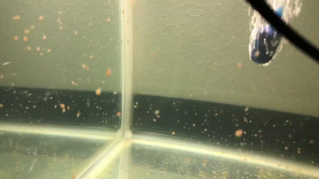 Laliance ラリアンス 自分用のは屋外で飼育してまして 売り物は屋内で育てられてます 60cm水槽で ただオオミジンコって2日の輸送に耐えれないんですよー 大きい容器だと耐えれるかもしれないですけど 送料高くなりそうで 死着少ないのは