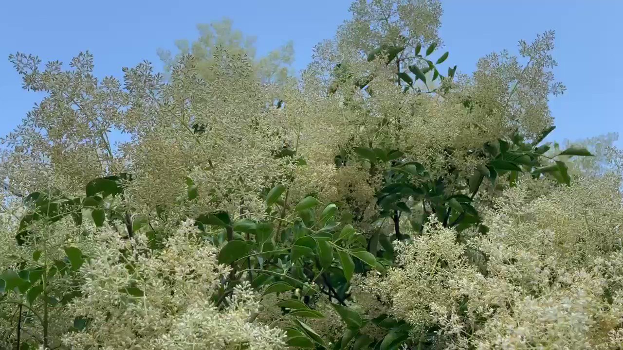 葉月 庭のトネリコの花が満開 毎年クマンバチが来てるけど今年はミツバチの団体さま この花 余り可愛くないけど匂いは最高です T Co Uz5lwafkhr Twitter