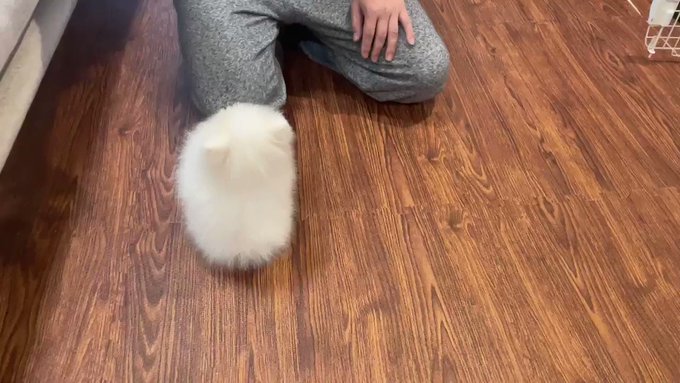 【ほんとにトトロ​いたんだもん！】小トトロことポメラニアンが可愛すぎるのサムネイル画像