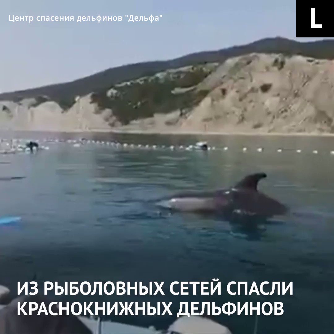Спасен дельфином 5