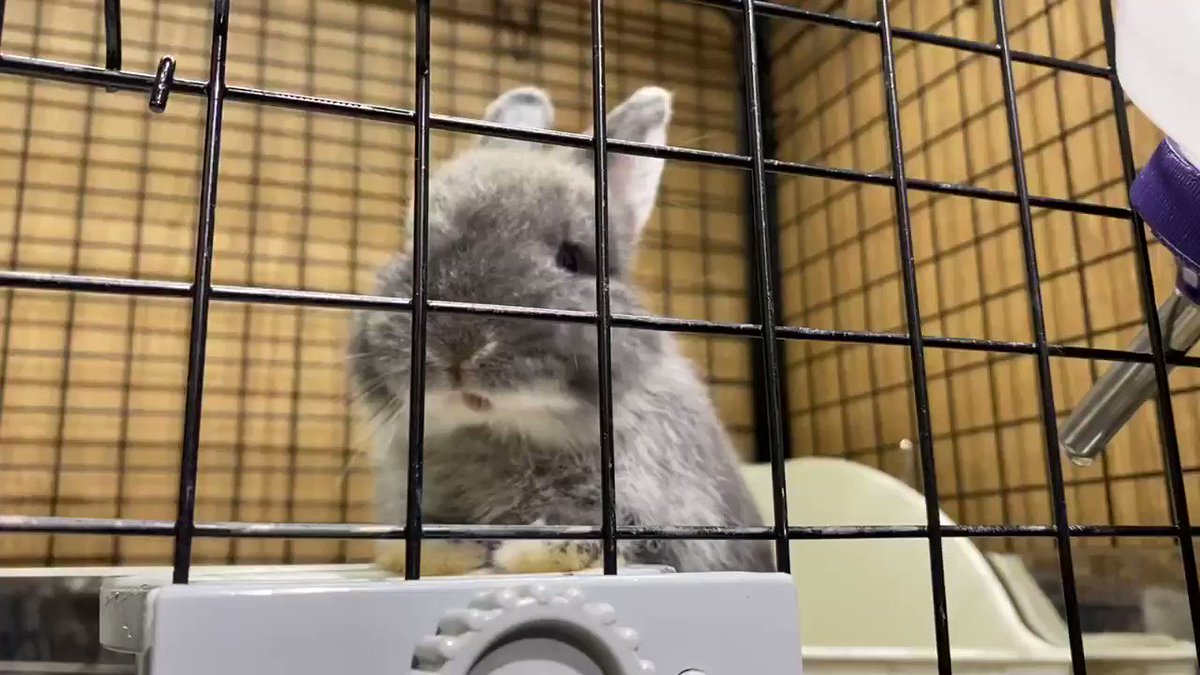うさぎのしっぽ洗足店