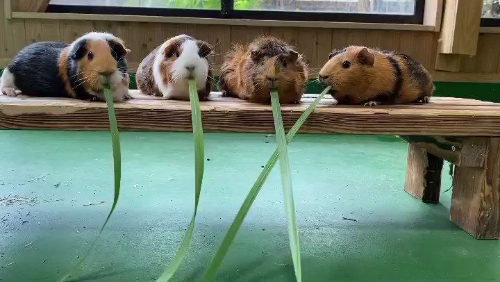 仲良くモグモグ😆

#テンジクネズミ
#モルモット
#guineapig 

https://t.co/ruS7fDlQli https://t.co/vJMqeuTAJy