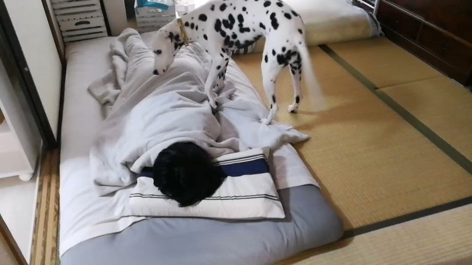 絶対に起こしたいダルメシアンVS人間！可愛い起こし方にも注目！