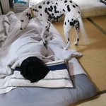 絶対に起こしたいダルメシアンVS人間!可愛い起こし方にも注目!