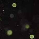 田んぼで発生していたボルボックスを顕微鏡で覗いてみたら何と可愛いことよ ずっと眺めていられる Togetter