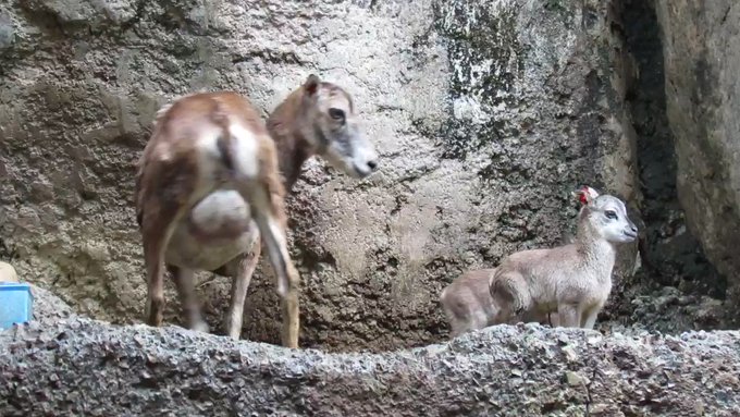 多摩動物公園 公式 さん の人気ツイート 1 Whotwi グラフィカルtwitter分析