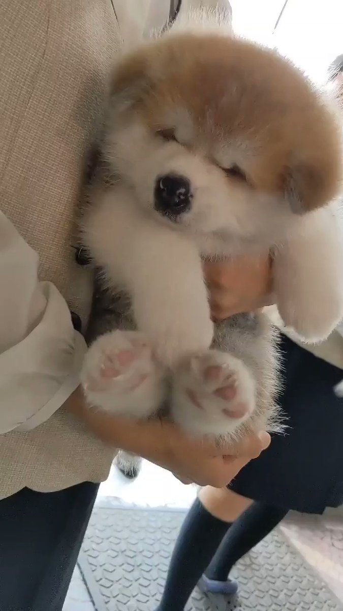 モッフモフな秋田犬の赤ちゃん この時期だけの貴重なかわいさに ぬいぐるみすぎる 天使 の声 1 2 ページ ねとらぼ モッフモフな秋田犬の赤ちゃん この時期だけの貴重なかわいさに ぬいぐるみすぎる 天使 の声 1 2 ページ ねとらぼ