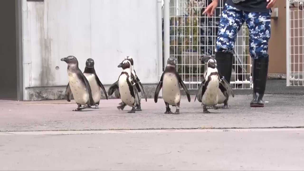 水族館飼育員お仕事紹介 ケープペンギン編 Twitter