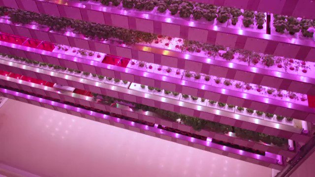 VIDEO: There’s no soil and no sunshine
France’s first ‘vertical farm’ will soon supply supermarket chain Monoprix and expects to eventually produce eight million plants a year without any of them ever seeing the light of day https://t.co/NLta6yEf9f