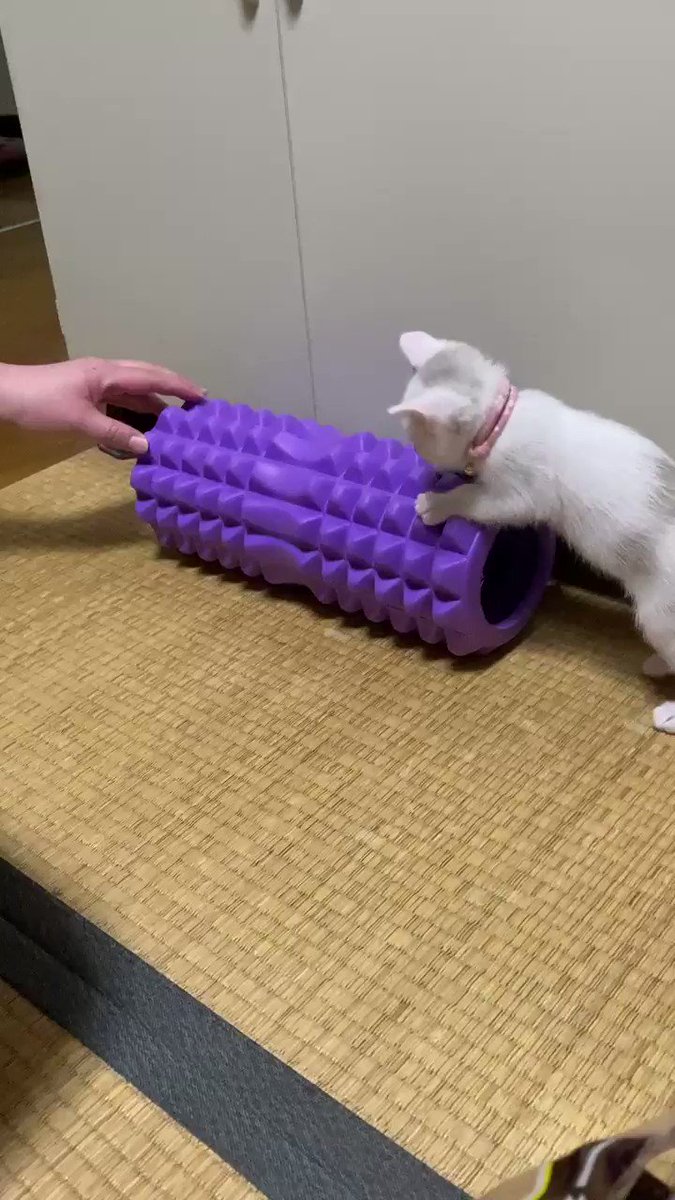 さっきから懲りずに震えてる フォームローラーの上でぷるぷる震える猫ちゃんが可愛すぎる インニャアマッスル Togetter さっきから懲りずに震えてる フォームローラーの上でぷるぷる震える猫ちゃんが可愛すぎる インニャアマッスル Togetter
