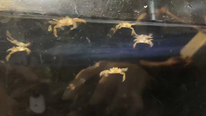 【朗報】カニは意外と速く泳ぐ【動画あり】のサムネイル画像