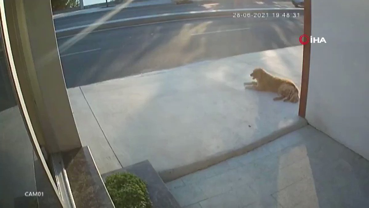 basibos kopek sorunu stray dog problem on twitter basibos kopegin saldirisindan kurtulmak icin ekrem binak isimli genc aniden yola atladi o sirada yoldan gecen kamyon binak a carpti genc adam agir yaralandi