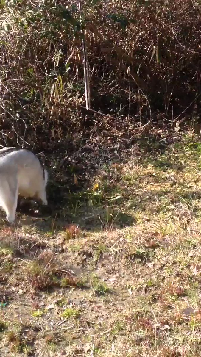 昨日洗ったのが夢みたい 水たまりでどろんこになった犬さんがいい笑顔すぎて怒れない もう1回洗えるワン Togetter 昨日洗ったのが夢みたい 水たまりでどろんこになった犬さんがいい笑顔すぎて怒れない もう1回洗えるワン Togetter