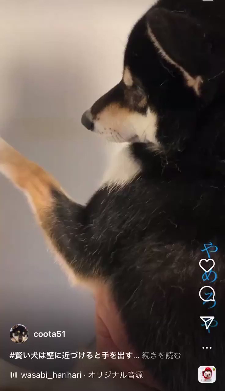 賢い犬 Twitter Search Twitter