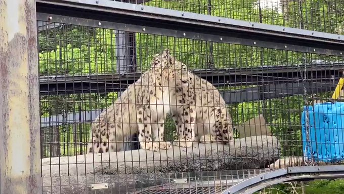 午後閉園間際のユキヒョウ親子　#ユーリ(左) とジーマユーリはまだまだ甘えたいのか擦り寄ってました💓余りしつこいと怒られ