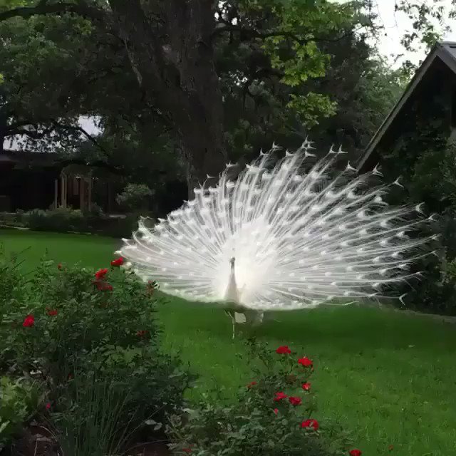 RT @buitengebieden_: White peacock showing off.. https://t.co/dMwys9lqm9