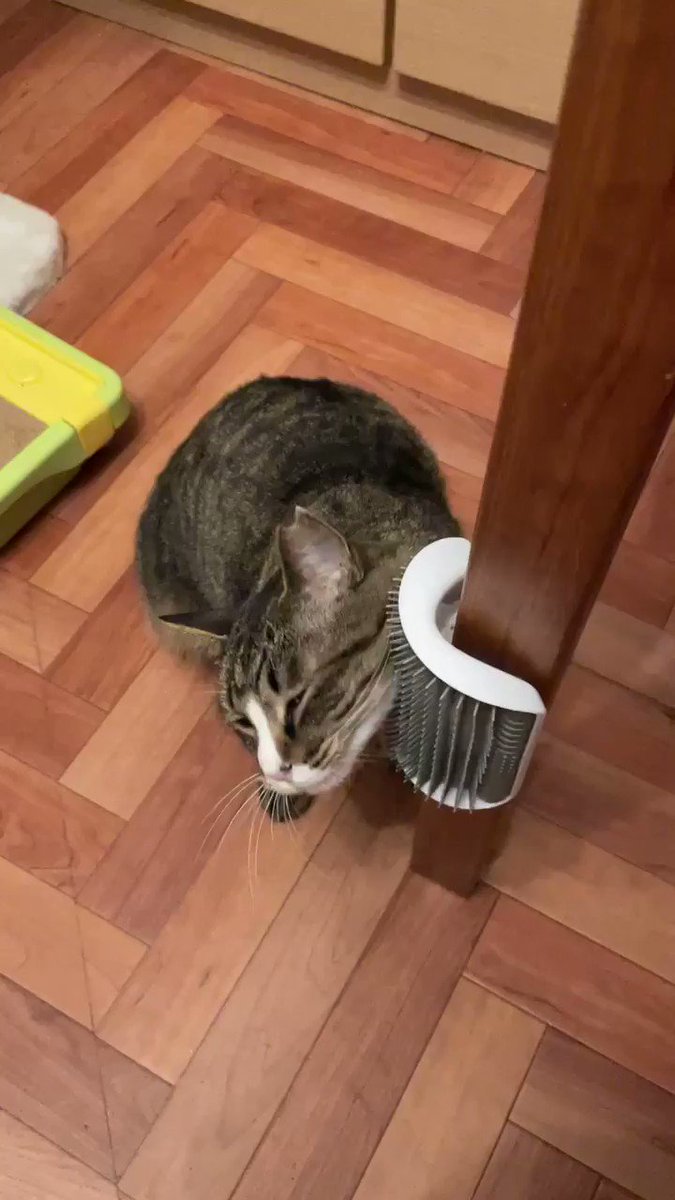 届かない場所も毛づくろいできる 装着型の猫用ブラシが人間不要の便利さ 最後のトテンがかわいい Togetter 届かない場所も毛づくろいできる 装着型の猫用ブラシが人間不要の便利さ 最後のトテンがかわいい Togetter