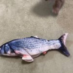 愛猫のおもちゃに動く魚をプレゼントしたら…。勢いが凄すぎて立っちゃったw