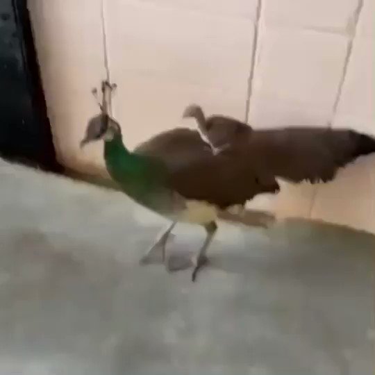 RT @buitengebieden_: Baby peacock loves to ride with mommy.. https://t.co/5dC5e55VnK