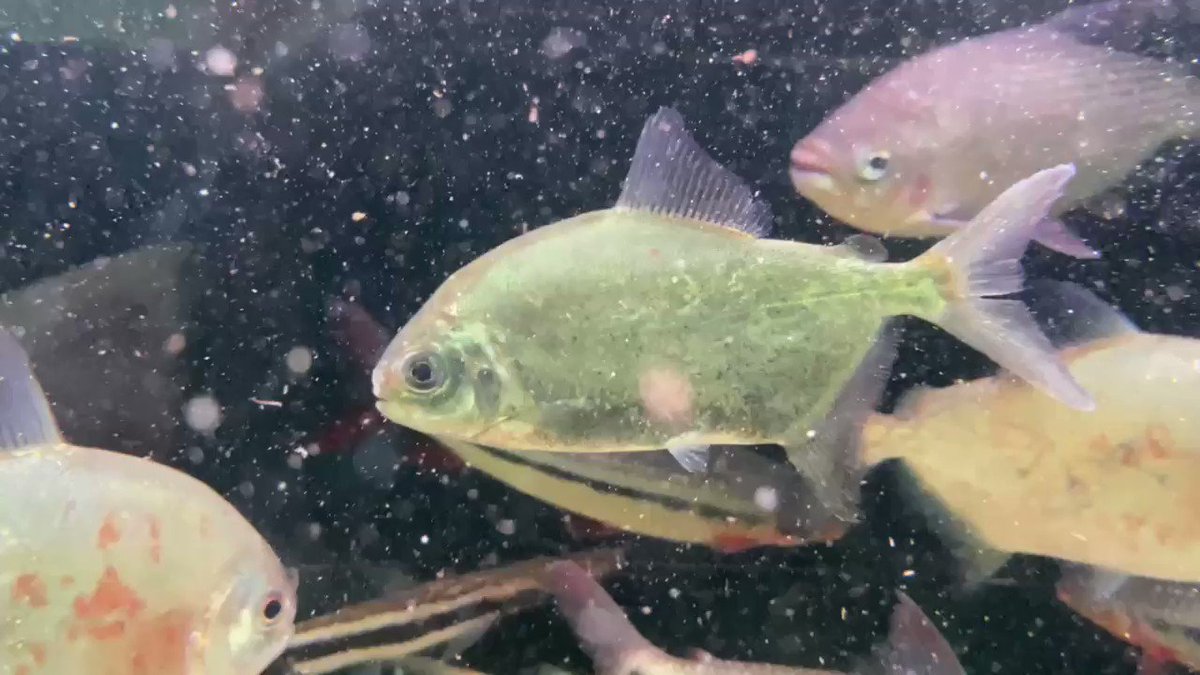 熱帯魚店ツーウェイ Newパクー マットグロッソ 17 熱帯魚店ツーウェイ Newパクー マットグロッソ 17