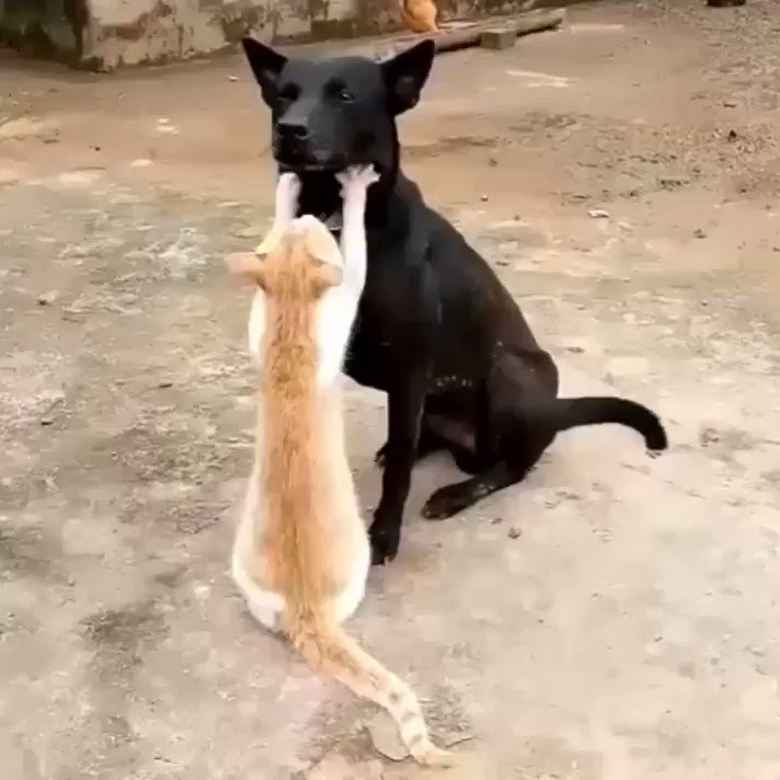 Embedded video
Katzenpolitik Verträglichkeit.
wordpress
google Hund und Katze