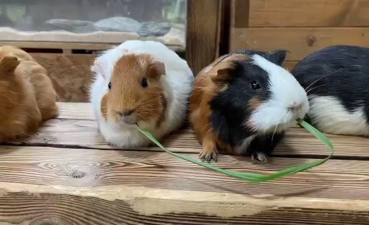 あっ///

#テンジクネズミ
#モルモット
#guineapig 

https://t.co/ruS7fDlQli https://t.co/QVNwUczCKY