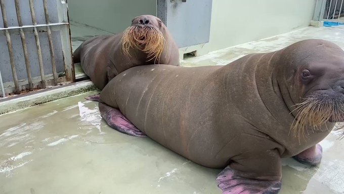 横浜 八景島シーパラダイス公式さん がハッシュタグ セイウチ をつけたツイート一覧 1 Whotwi グラフィカルtwitter分析 横浜 八景島シーパラダイス公式さん がハッシュタグ セイウチ をつけたツイート一覧 1 Whotwi グラフィカルtwitter分析