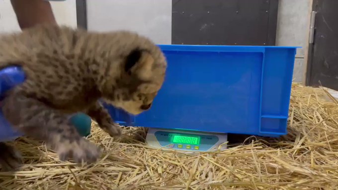 【千葉市動物公園】カメラ大好きなチーターの赤ちゃんがかわいいのサムネイル画像