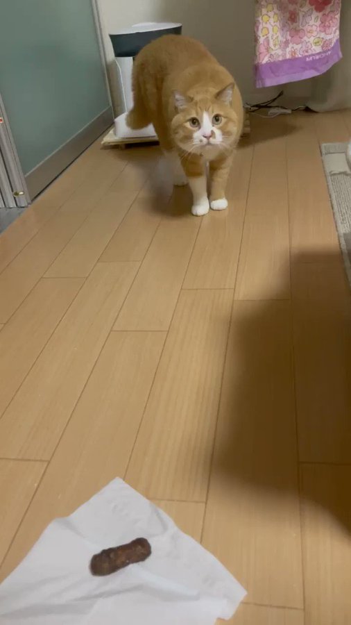 「ナニ食べてんの…！？」〇〇〇っぽいブツを食べる人類にドン引き猫さんのサムネイル画像