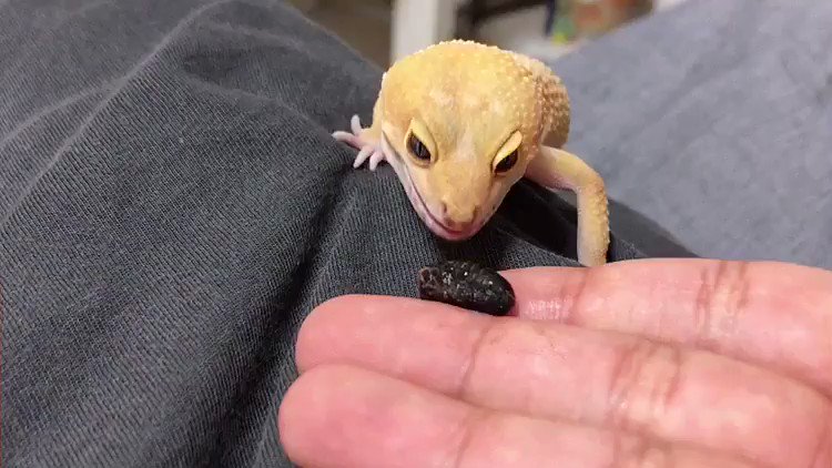 ペットの飼い主が選んだ可愛い爬虫類7種類をまとめてご紹介 トゲトゲアニマル