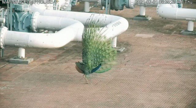 RT @chavianupamjain: An amazing dancing view of a peacock  !   https://t.co/8uJs95qJGr