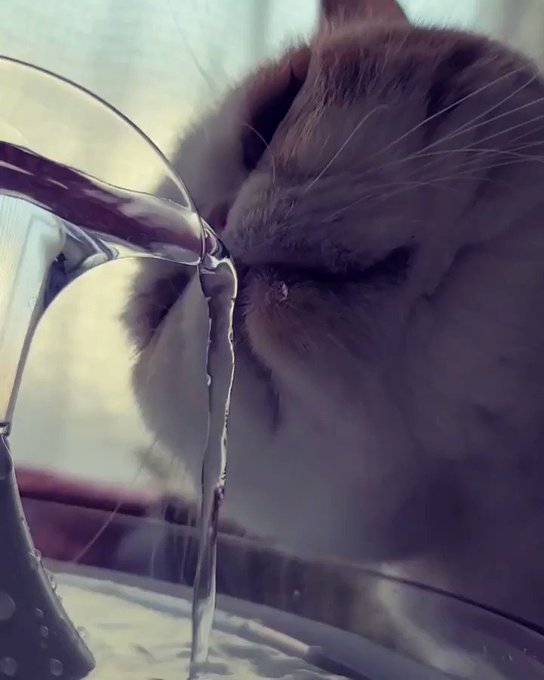 エキゾチックショートヘアのtwitterイラスト検索結果