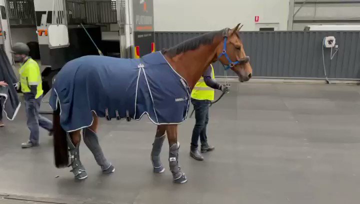 Irt International Transport Of Horses Irt International Transport Of Horses