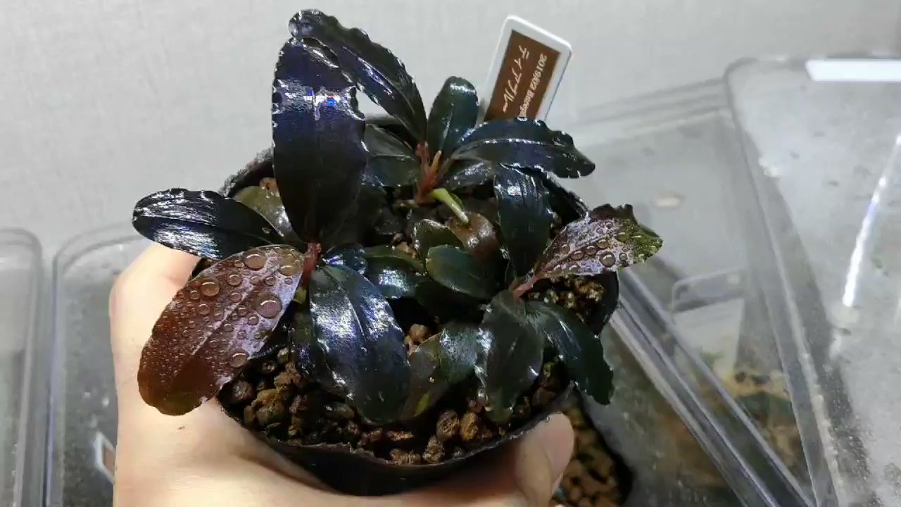 キボーデコ on X: 