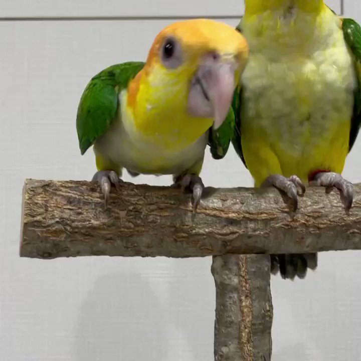 京都シロハラインコ株式会社 シロハラインコひな 1羽ご予約を頂きありがとうございました 元気に育っています 京都インコ店 シロハラインコ 里親募集 T Co Cj7xxmb8il Twitter 京都シロハラインコ株式会社 シロハラインコひな 1羽ご予約を頂きありがとうございました 元気に育っています 京都インコ店 シロハラインコ 里親募集 T Co Cj7xxmb8il Twitter