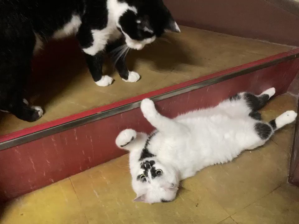 深夜の戯れ
#熱海MuddyCat #熱海 #BAR #猫 https://t.co/YMWi2vO9Si