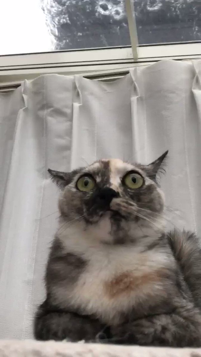もの凄い勢いの雷雨を特等席で聴いた猫さんが驚きのあまりフリーズ