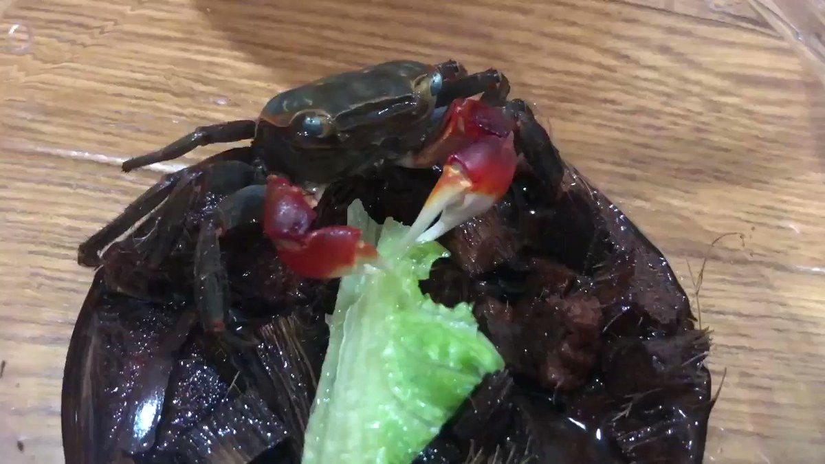 カニさんがご飯を器用に食べている姿がひたすらに可愛い 一口サイズに切るのがお行儀いい 猿かに合戦のモデルになった種類 Togetter カニさんがご飯を器用に食べている姿がひたすらに可愛い 一口サイズに切るのがお行儀いい 猿かに合戦のモデルになった種類 Togetter