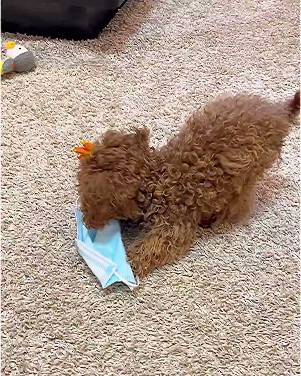 Instadog のtwitter検索結果 Yahoo リアルタイム検索