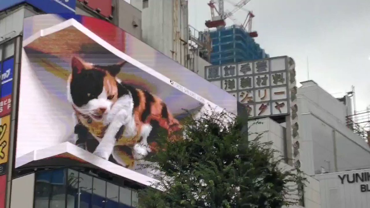 外国人の友人 正直新宿のネコの技術は目新しくないし 水槽になってたりライオンがいたりufoが出たきたりいっぱい見たことある Togetter