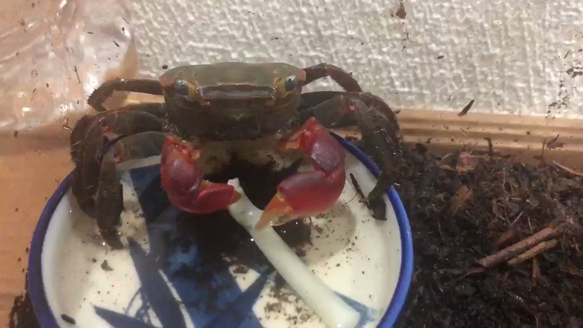 カニさんがご飯を器用に食べている姿がひたすらに可愛い 一口サイズに切るのがお行儀いい 猿かに合戦のモデルになった種類 Togetter カニさんがご飯を器用に食べている姿がひたすらに可愛い 一口サイズに切るのがお行儀いい 猿かに合戦のモデルになった種類 Togetter