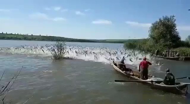 La Ribazón en el Río Orinoco ha venido a bendecir a los amazonenses después de tres años sin este fenómeno que atrae gran cantidad de peces a la costa.
Son los regalos de la naturaleza que son amenazados por el Arco Minero. https://t.co/FSa3cX1vZK