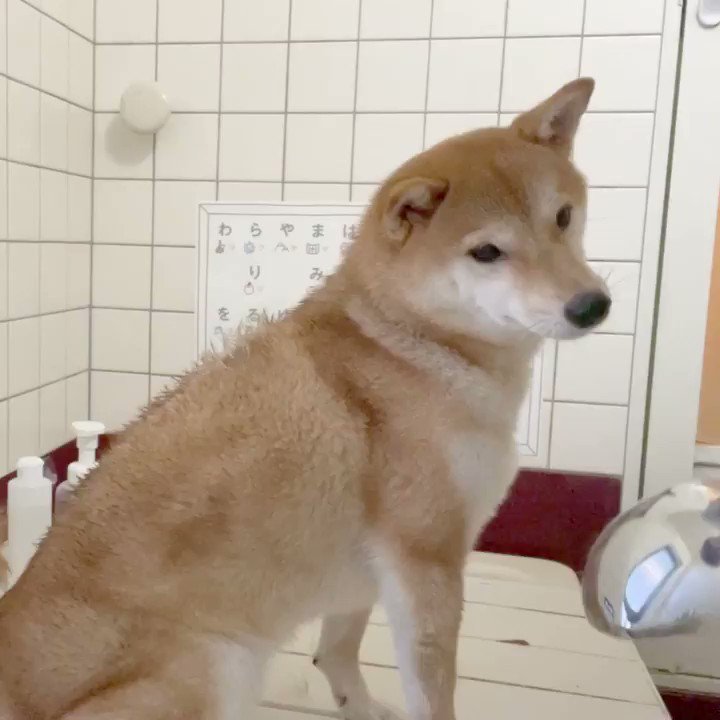 柴犬りんご郎 梅雨が明け洗われる柴犬がこちらです 柴犬りんご郎 梅雨が明け洗われる柴犬がこちらです