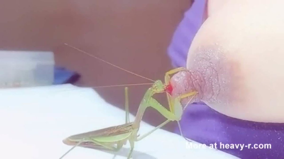 カマキリ 乳首 ❤️ Best adult photos at doai.tv