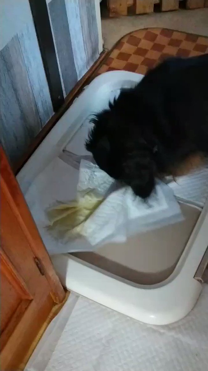 動作 バルブ 光景 探偵 ナイトスクープ 炊飯 器 犬 カタログ 独占 袋