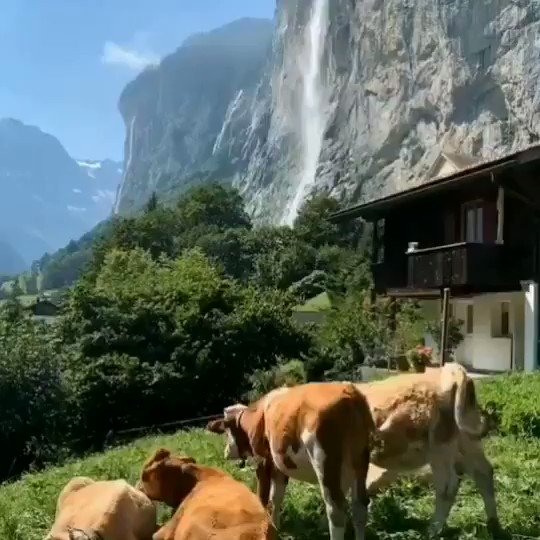 Morning 🔆 #church & #cows 🐮#Lauterbrunnen #Switzerland 🇨🇭 https://t.co/Yr0EakkTG2